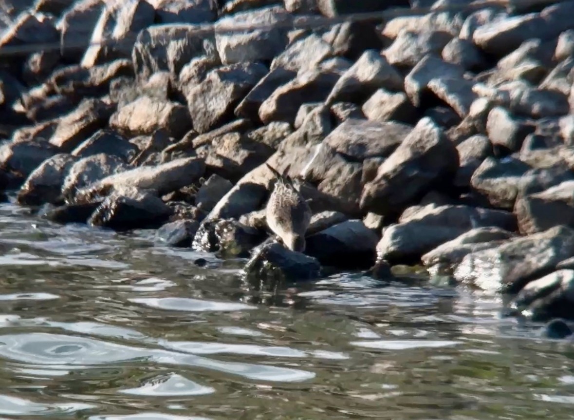 Bairdstrandläufer - ML641233835