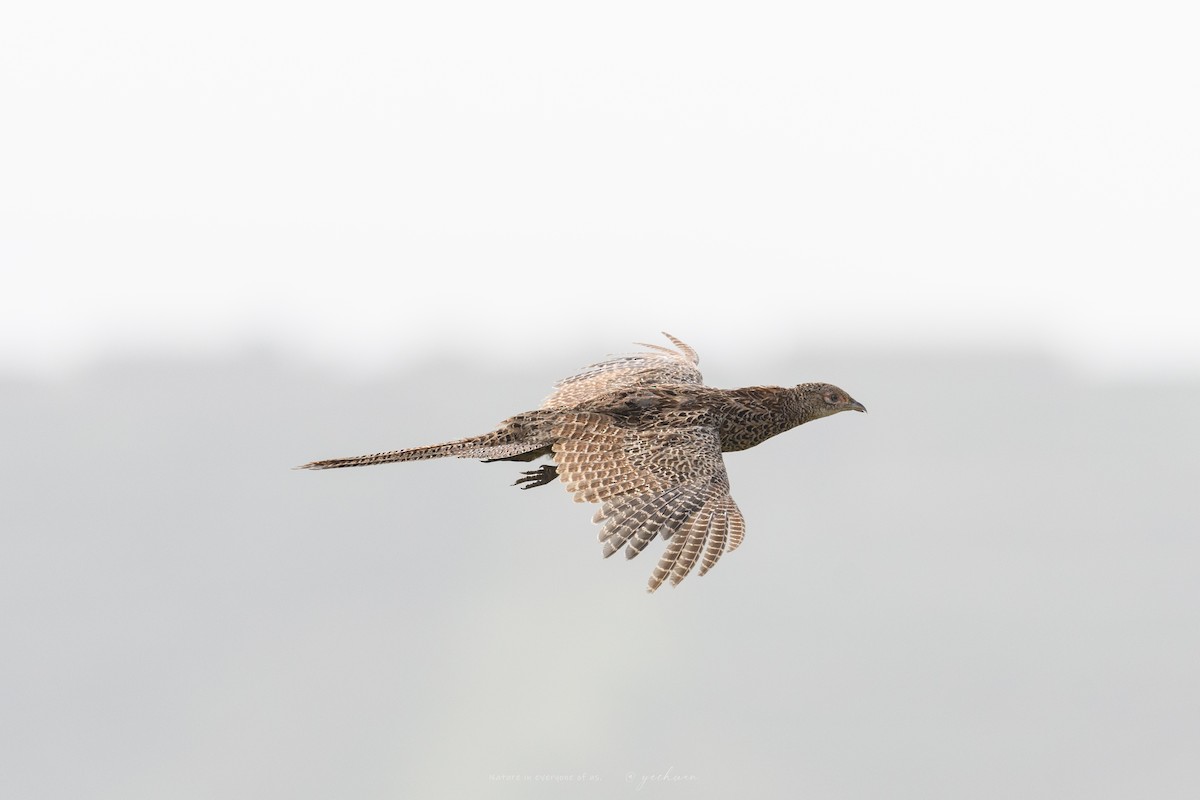 Ring-necked Pheasant - ML641233845