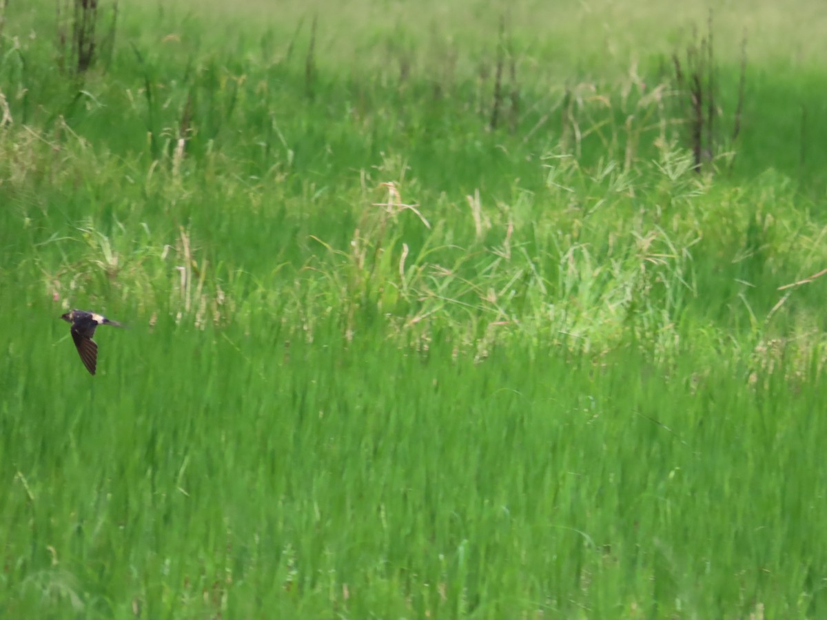 Eastern Red-rumped Swallow (Striated) - ML641233856