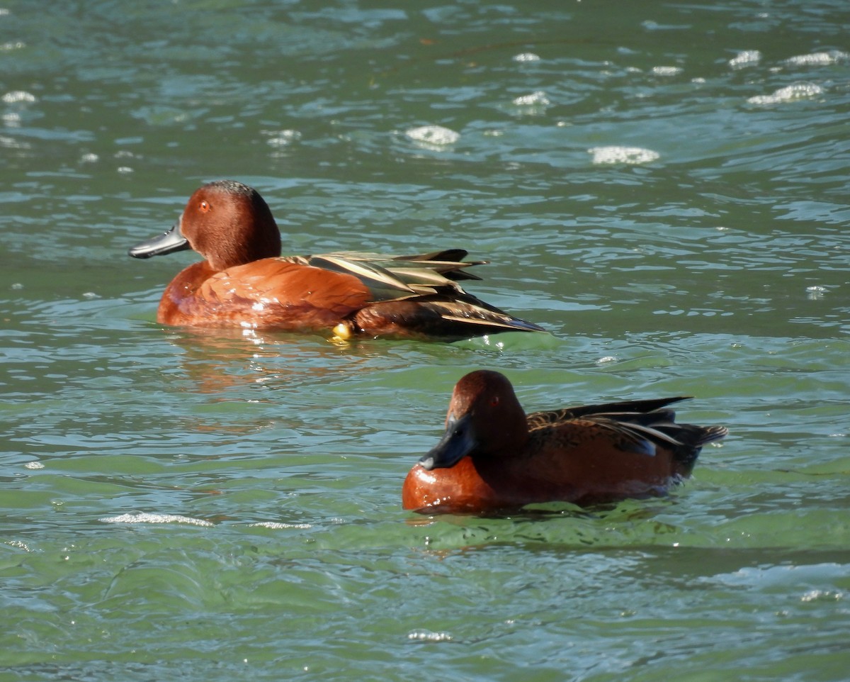 Cinnamon Teal - ML641233893