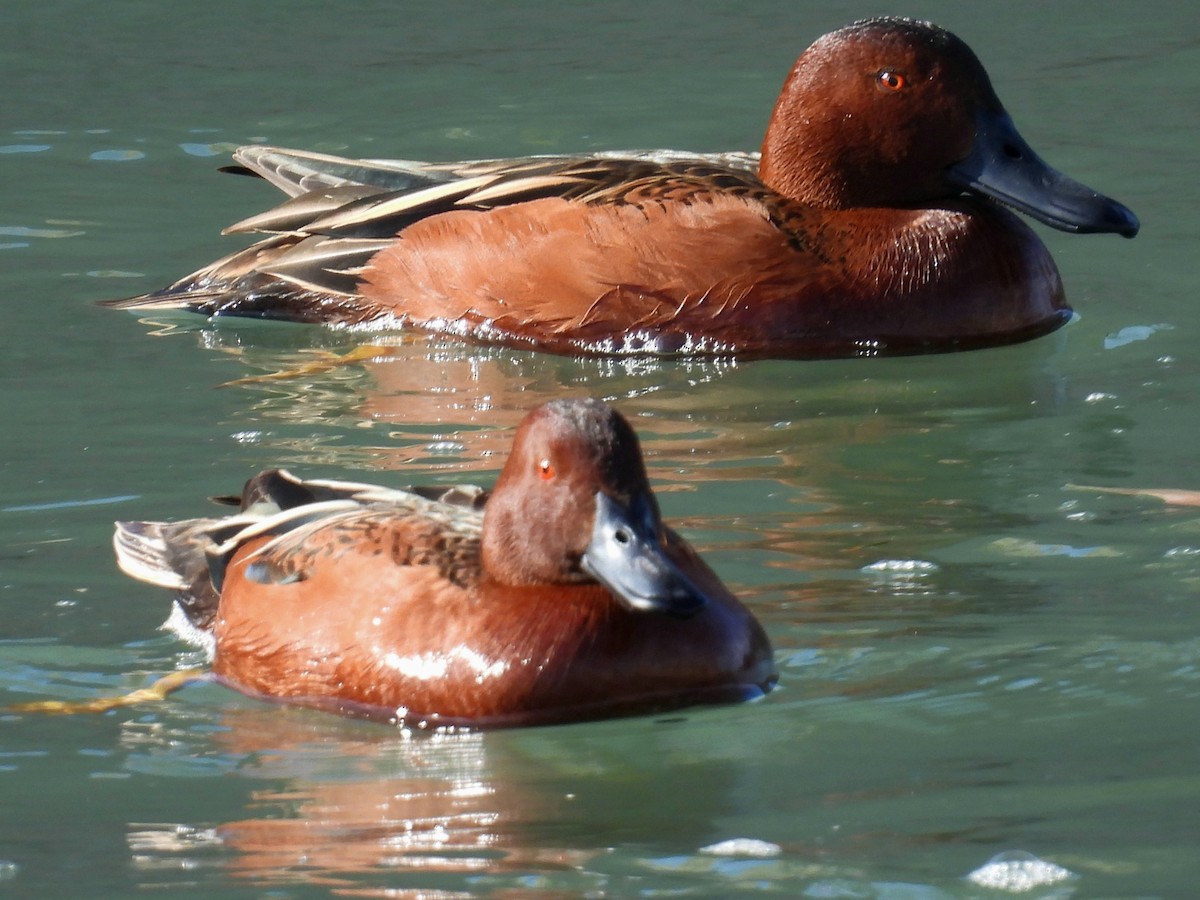 Cinnamon Teal - ML641233898