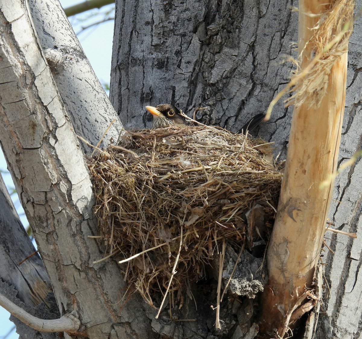 Austral Thrush - ML641233918