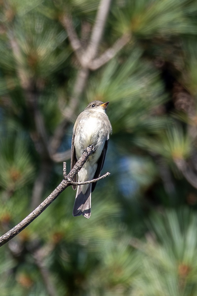 Eastern Wood-Pewee - ML641233954