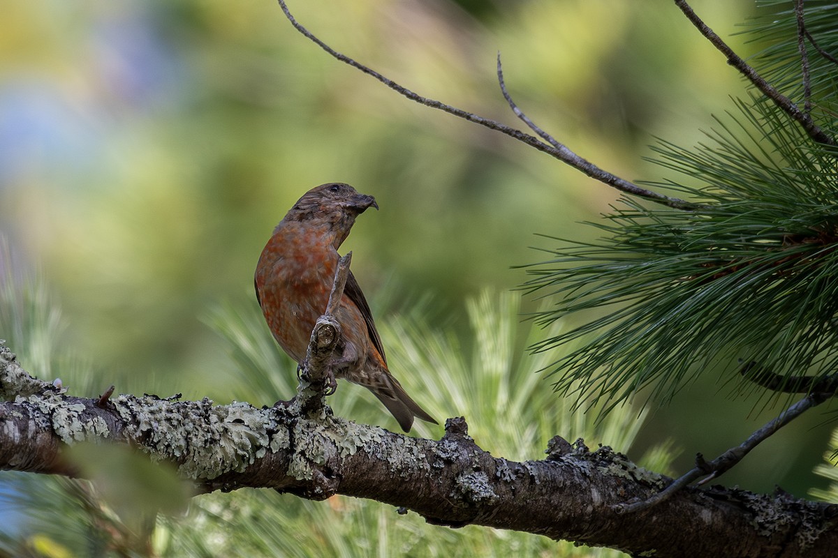 Red Crossbill - ML641233963