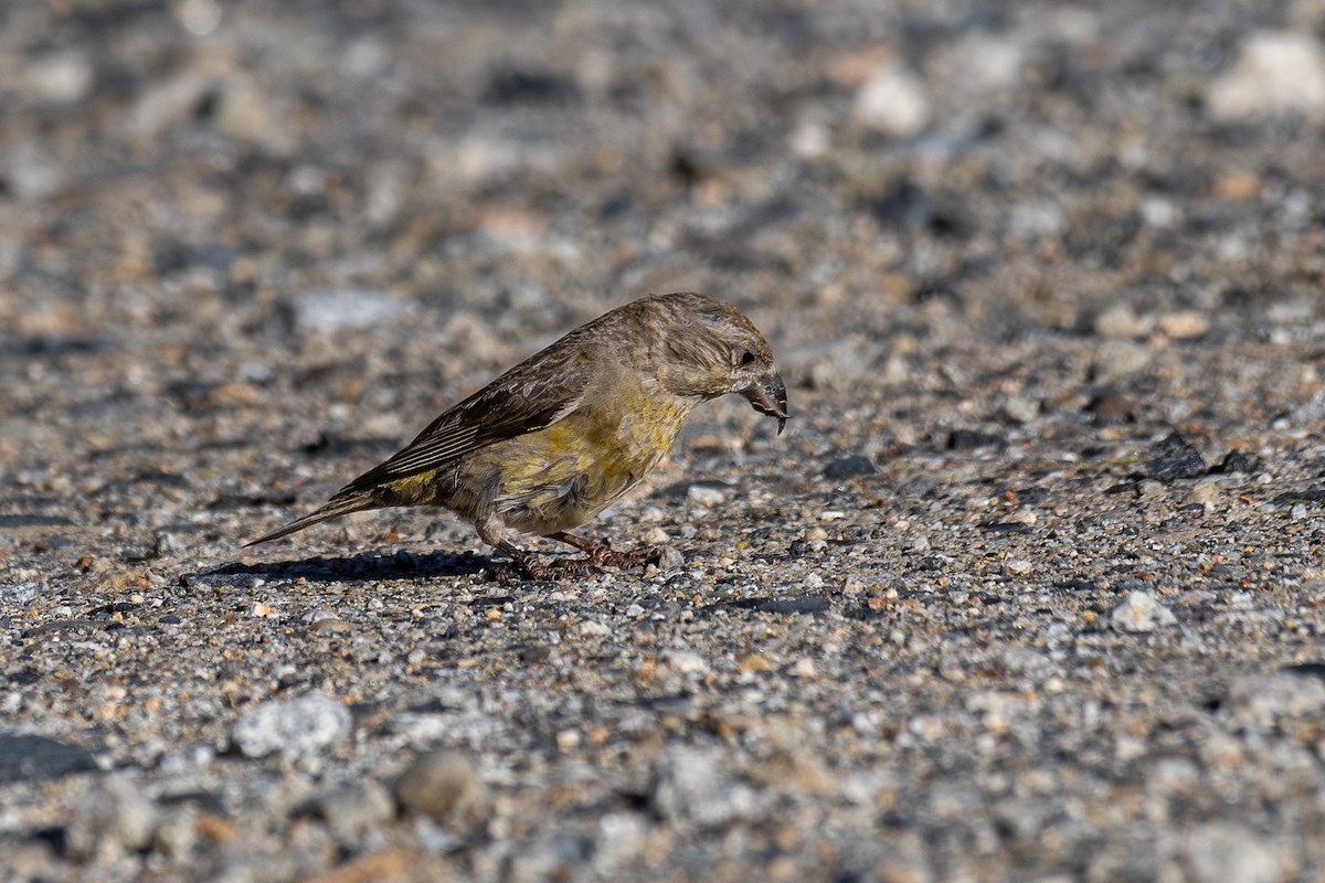 Red Crossbill - ML641233964