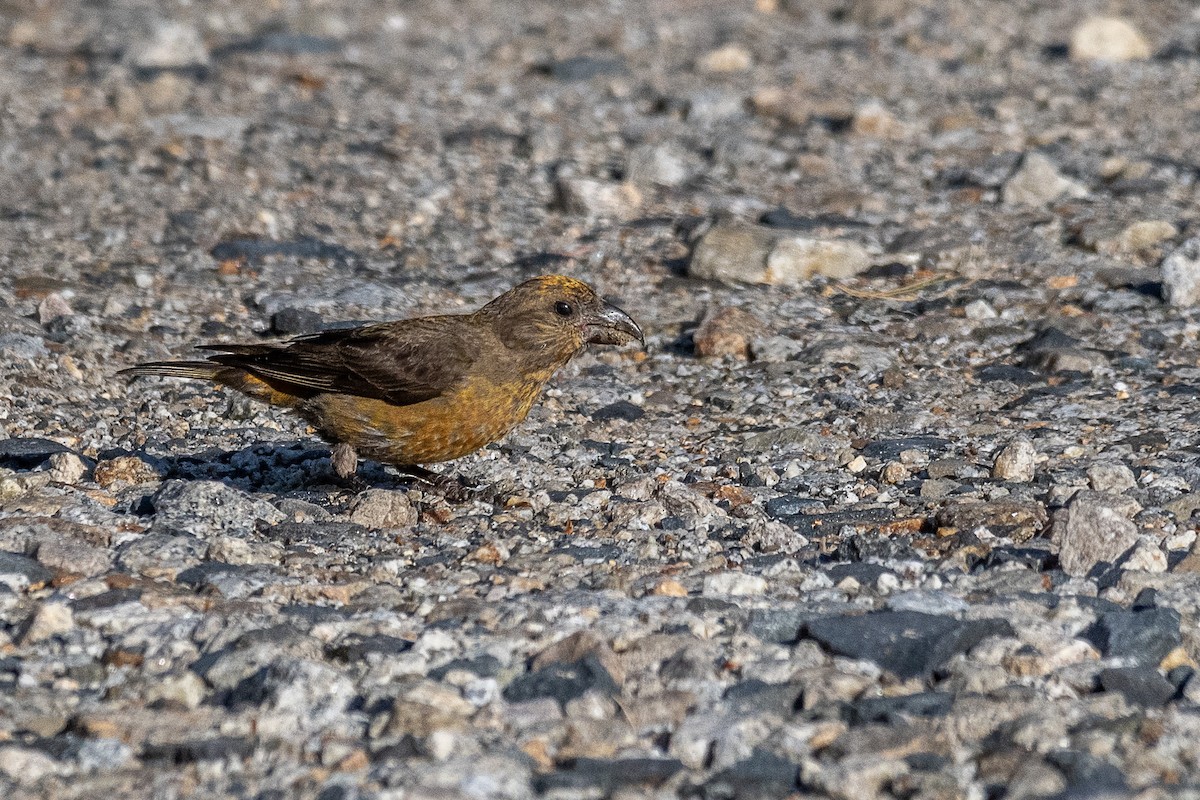 Red Crossbill - ML641233965