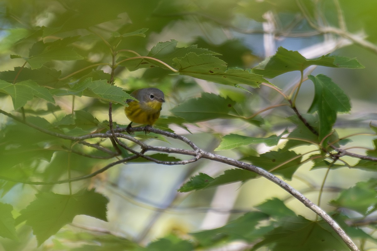 Magnolia Warbler - ML641233980