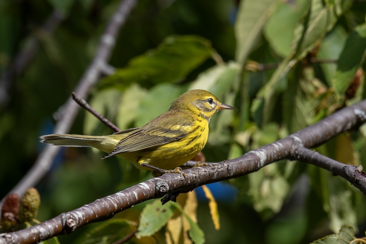 Prairie Warbler - ML641233983