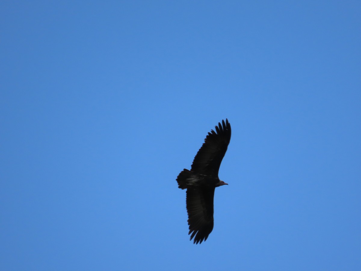Hooded Vulture - ML641233984