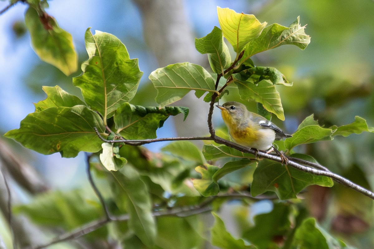 Northern Parula - ML641234009