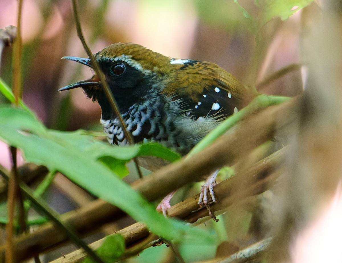 Squamate Antbird - ML641234014