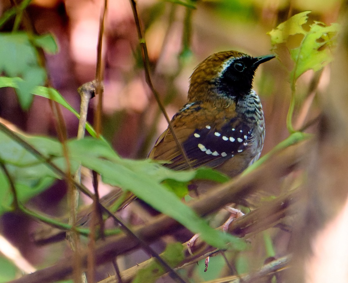 Squamate Antbird - ML641234016