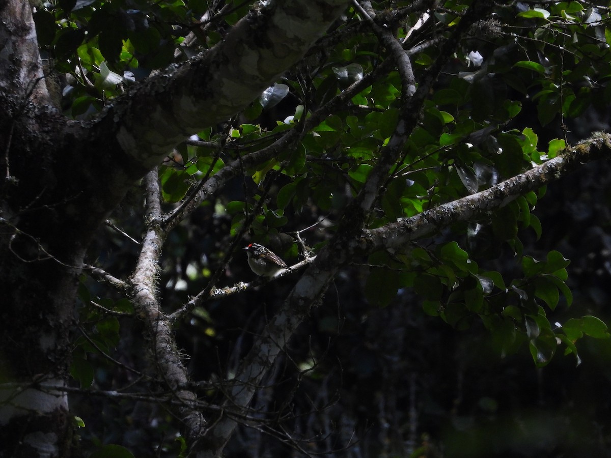 Northern Red-fronted Tinkerbird - ML641234028
