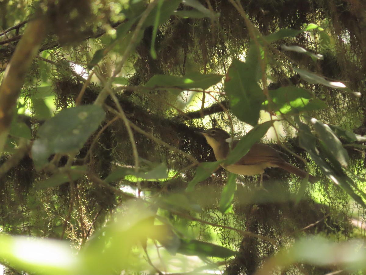 Northern Brownbul - ML641234054