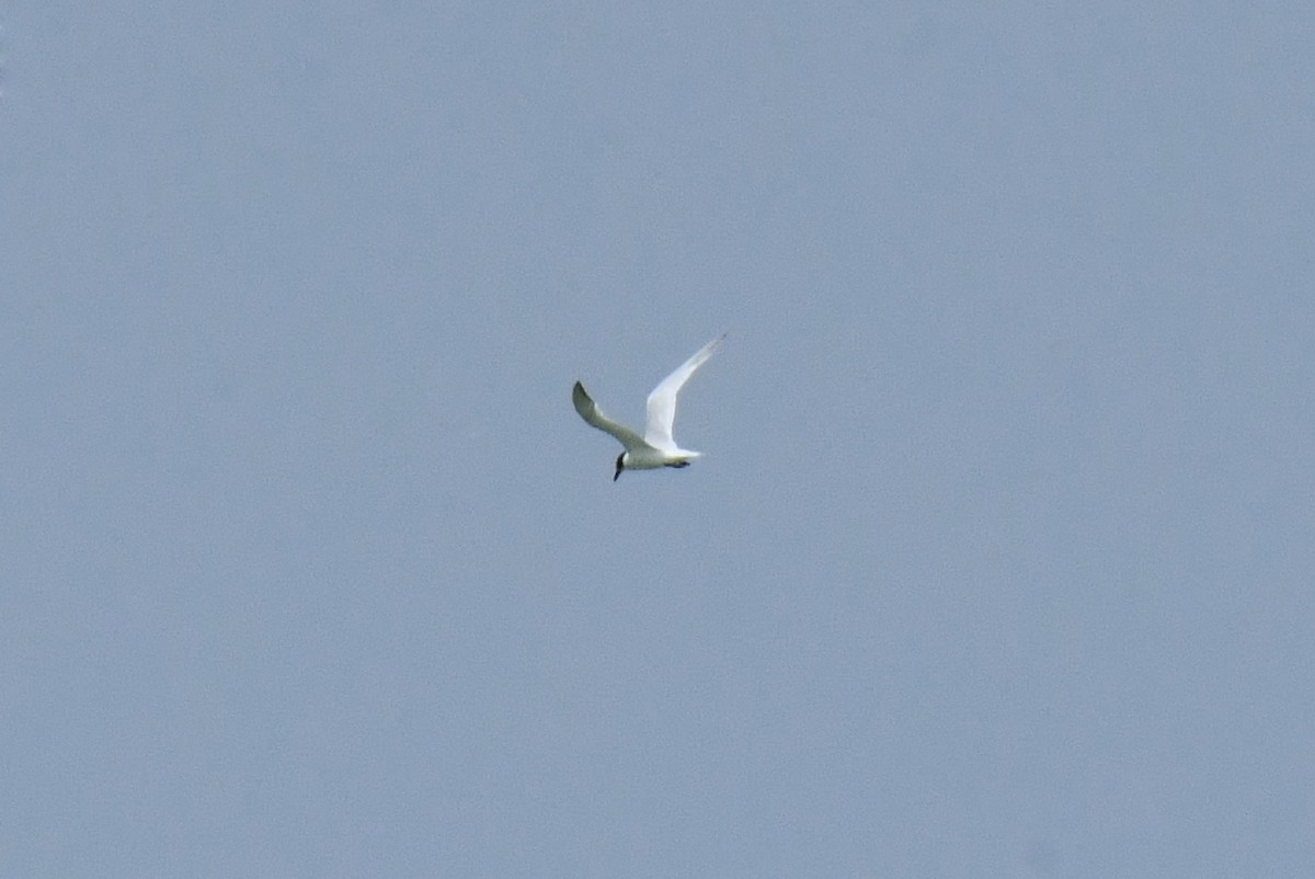 Gülen Sumru - ML641234061