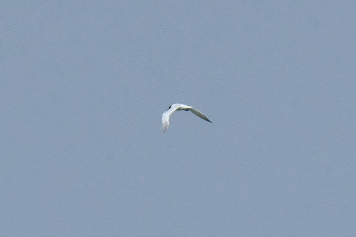 Gülen Sumru - ML641234062
