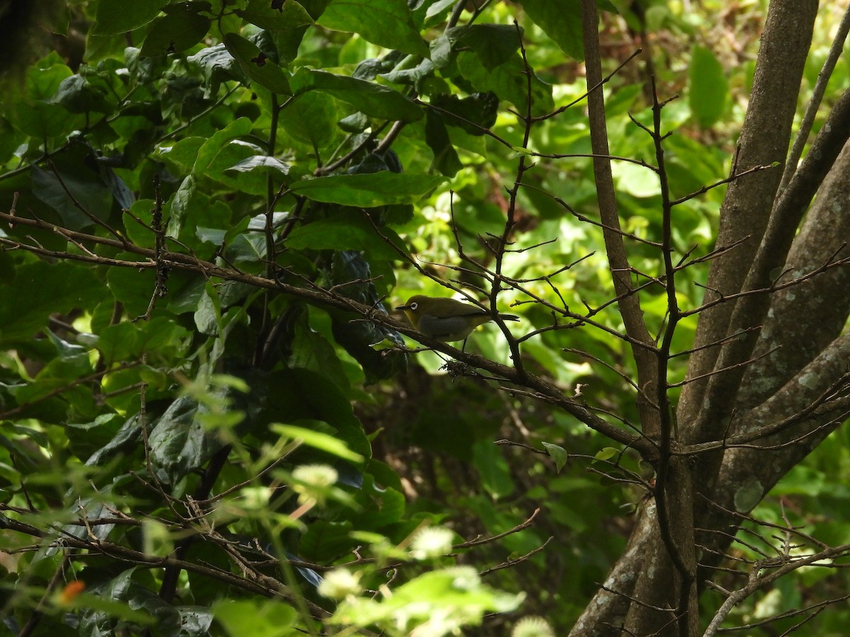 Kafa White-eye - ML641234067