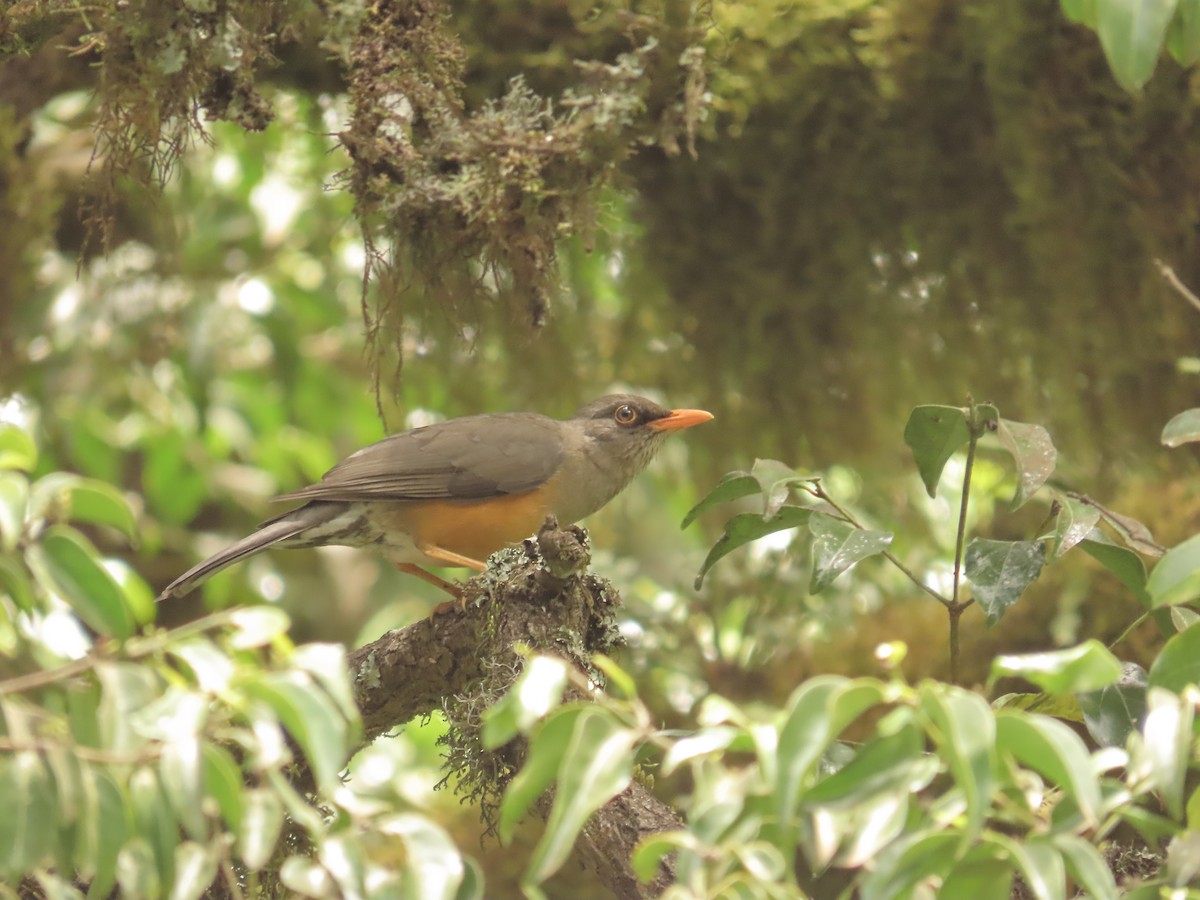 Abyssinian Thrush - ML641234094