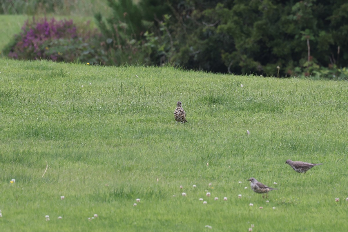 Mistle Thrush - ML641234097
