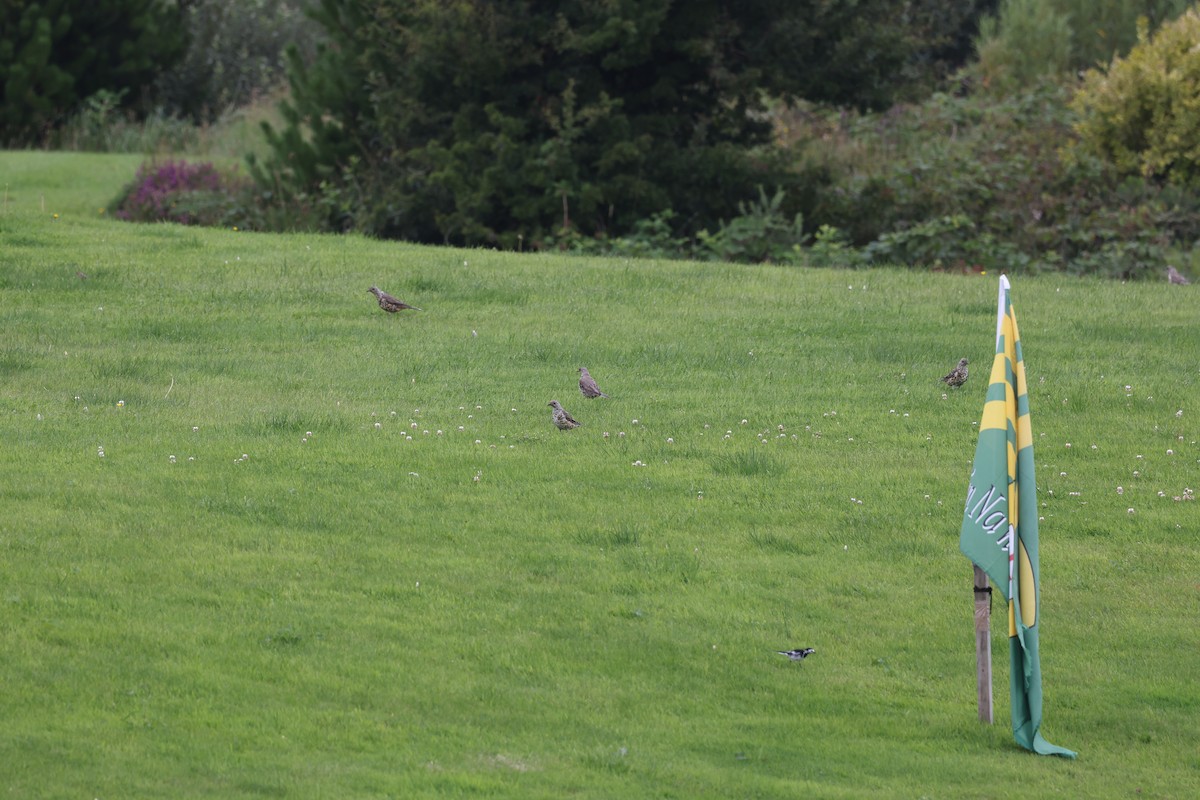 Mistle Thrush - ML641234099