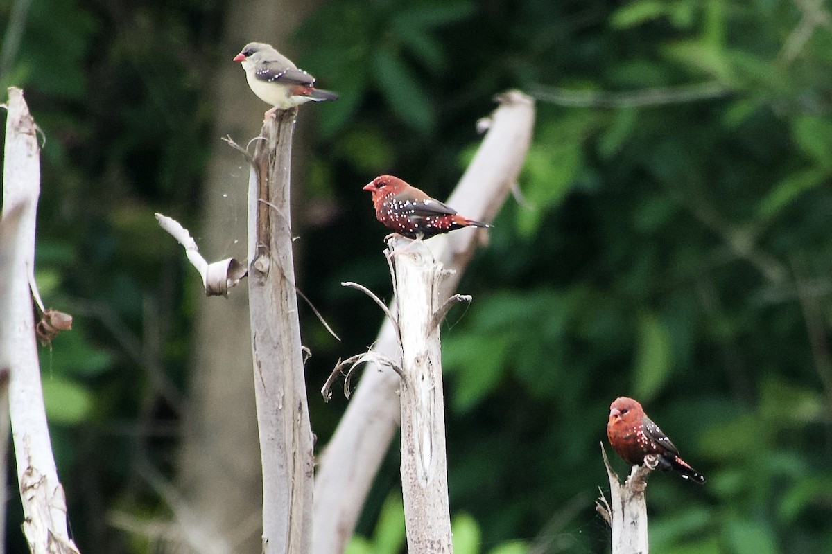 Red Avadavat - ML641234103