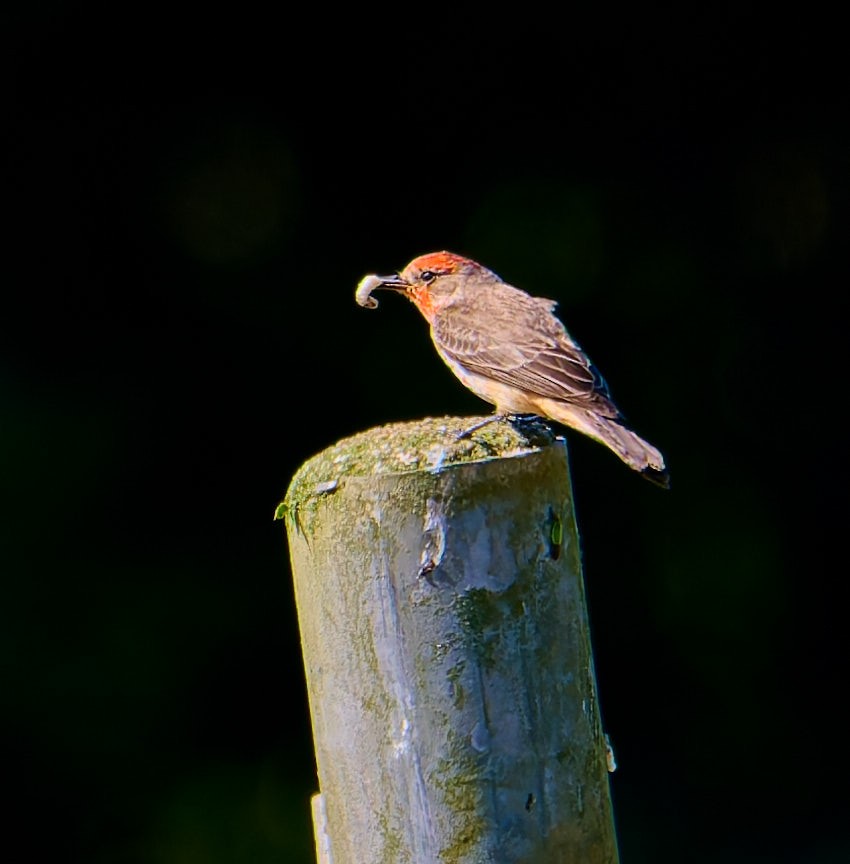 Vermilion Flycatcher (Austral) - ML641234122
