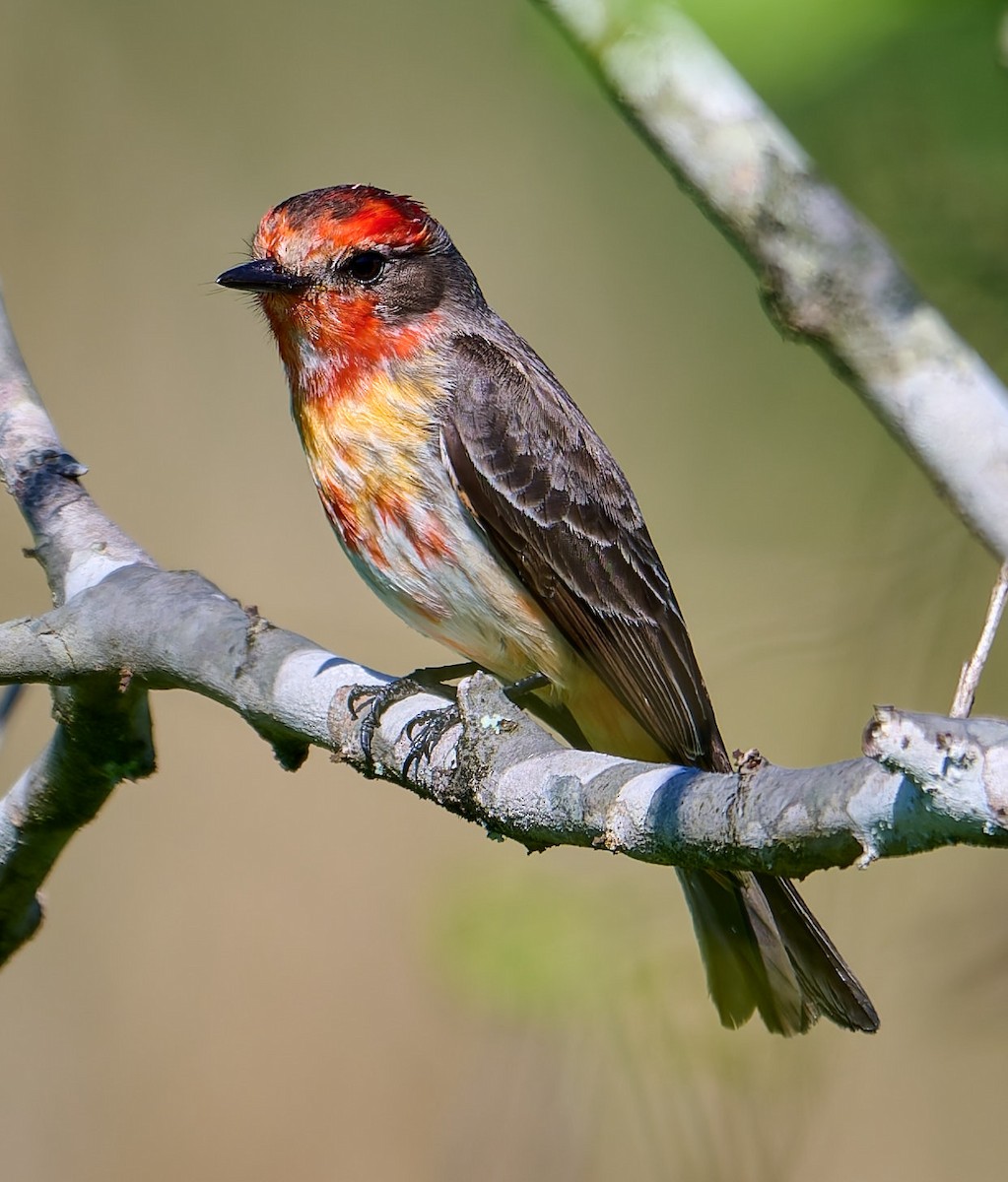 Vermilion Flycatcher (Austral) - ML641234123