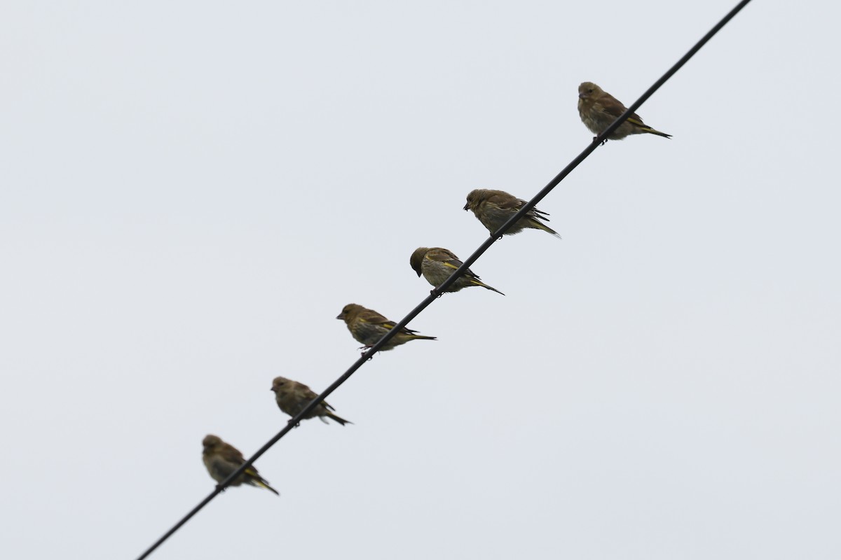 Eurasian Siskin - ML641234127