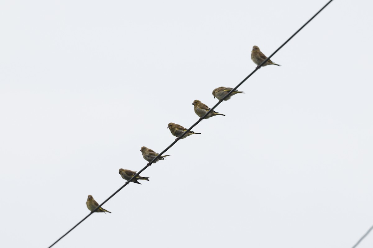 Eurasian Siskin - ML641234128