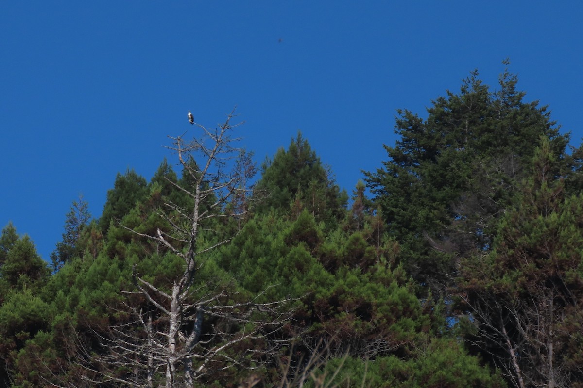 Osprey (American) - ML641234140