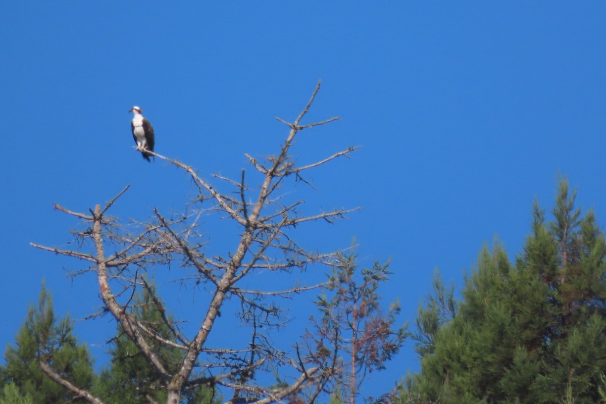 Osprey (American) - ML641234144