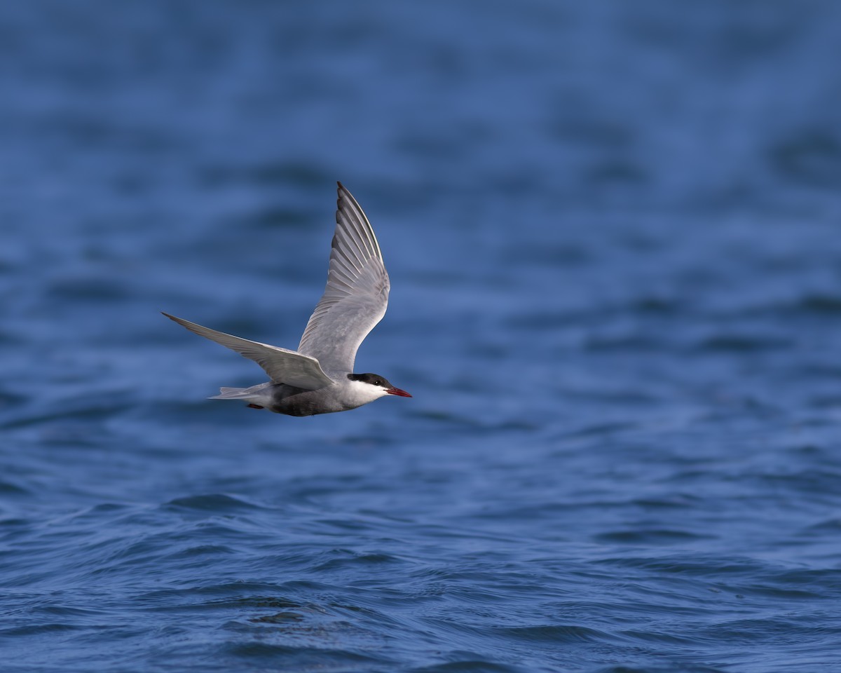 rybák bahenní - ML641234221