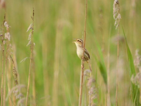 Aquatic Warbler - ML641234263