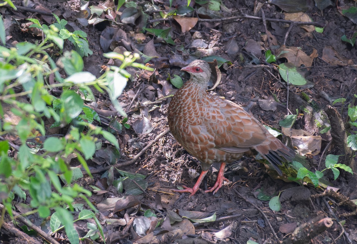 Red Spurfowl - ML641234350
