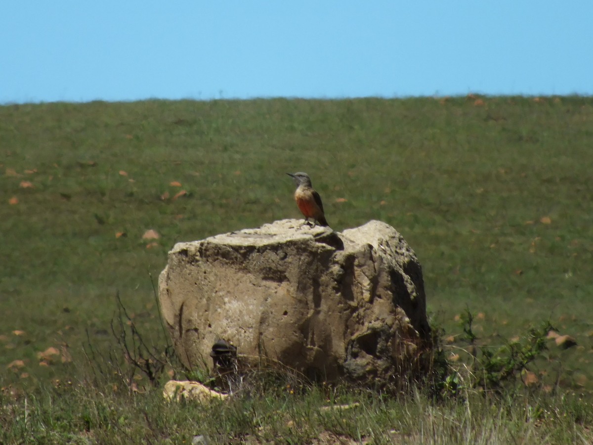 Ground Woodpecker - ML641234354