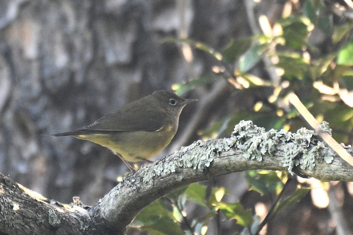 Connecticut Warbler - ML641234380
