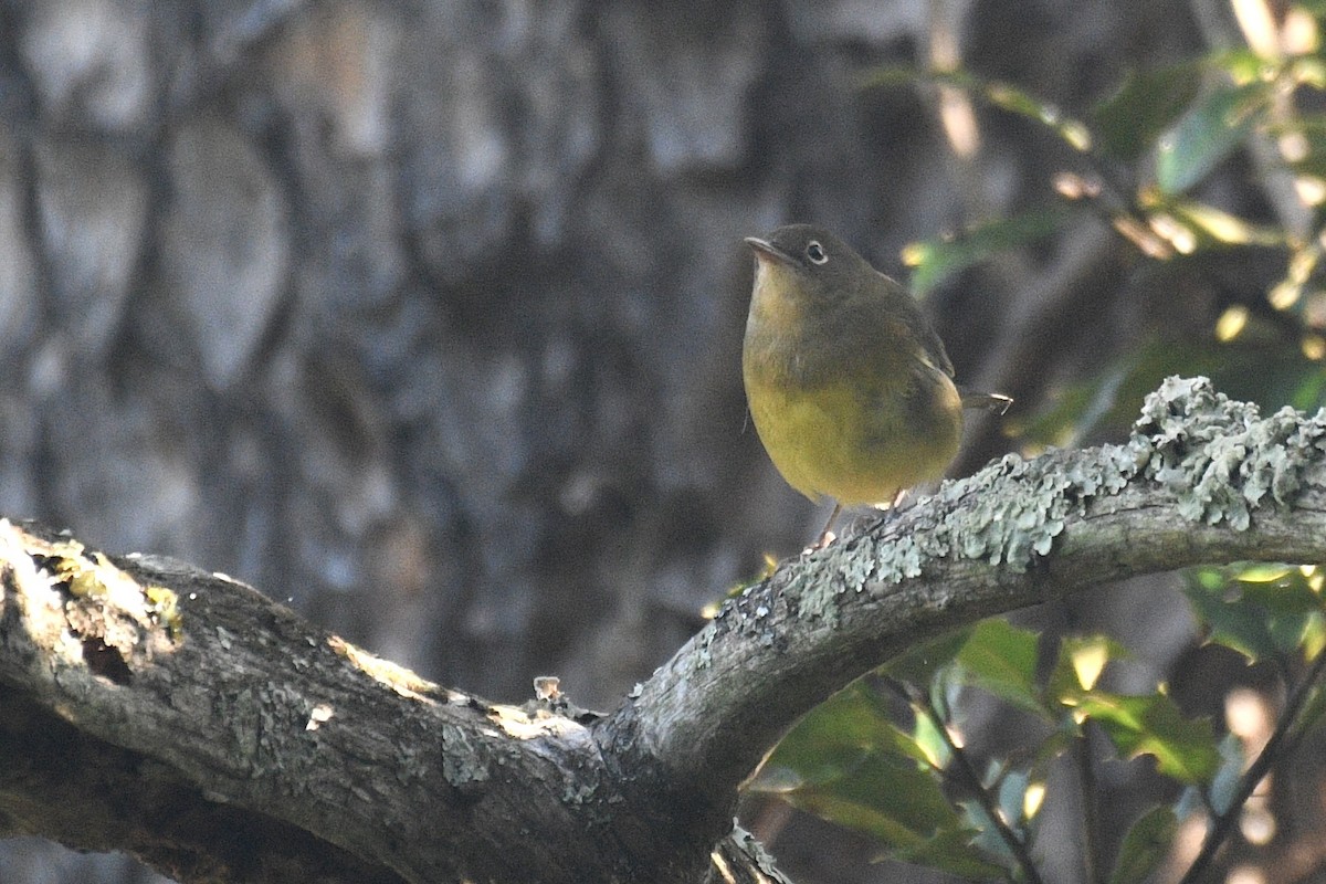 Connecticut Warbler - ML641234381