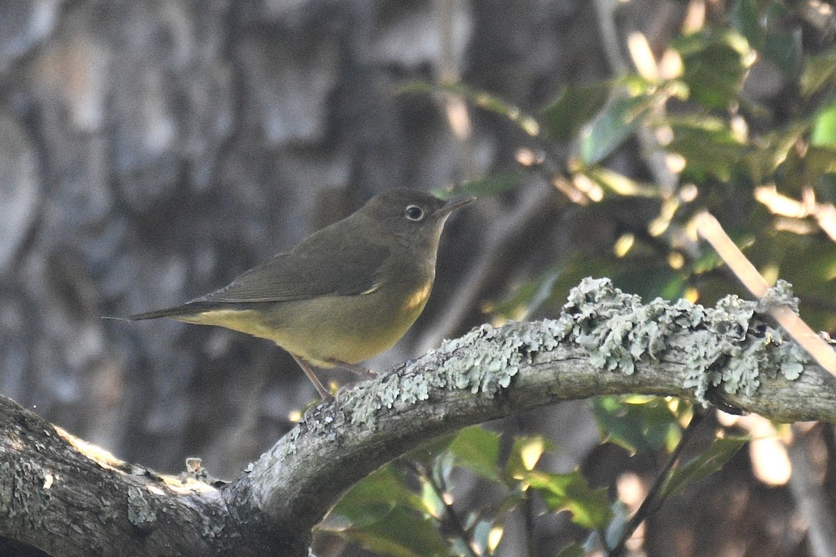 Connecticut Warbler - ML641234382