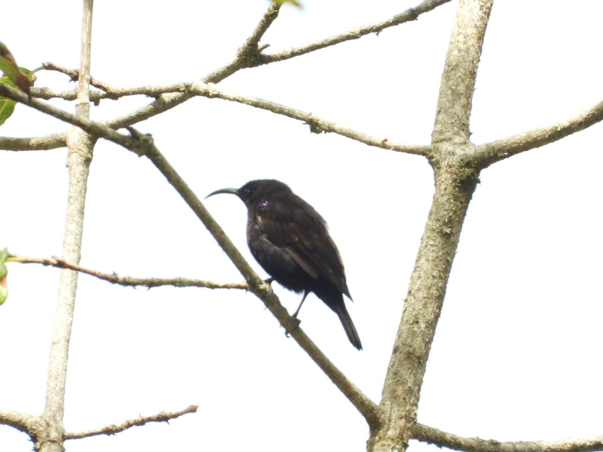 Amethystglanzköpfchen - ML641234394