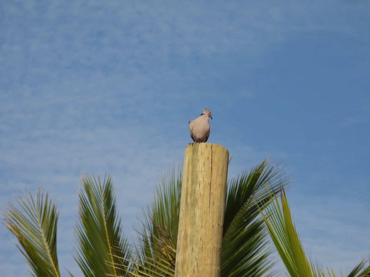 pigeon/dove sp. - ML641234438