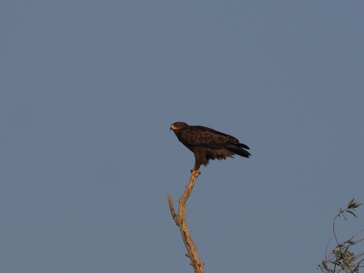 Schreiadler - ML641234455