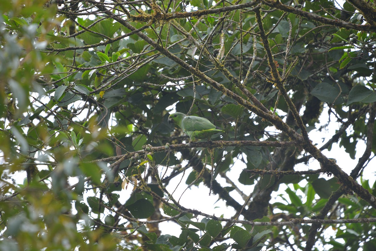 Scaly-naped Amazon - ML641234502