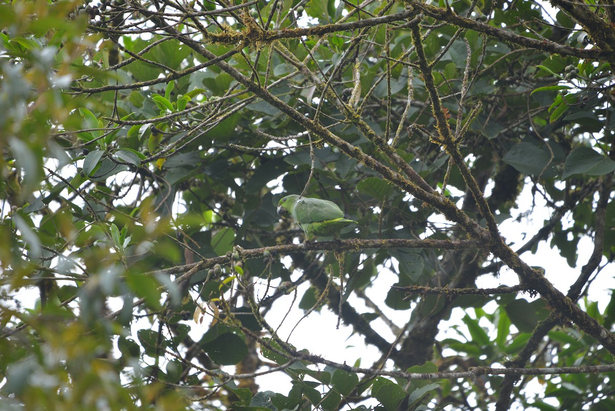 Scaly-naped Amazon - ML641234503