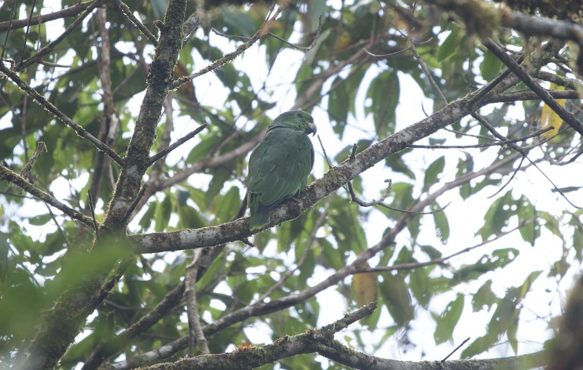 Scaly-naped Amazon - ML641234523