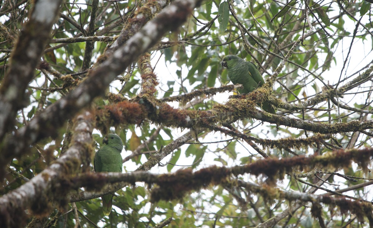 Scaly-naped Amazon - ML641234524