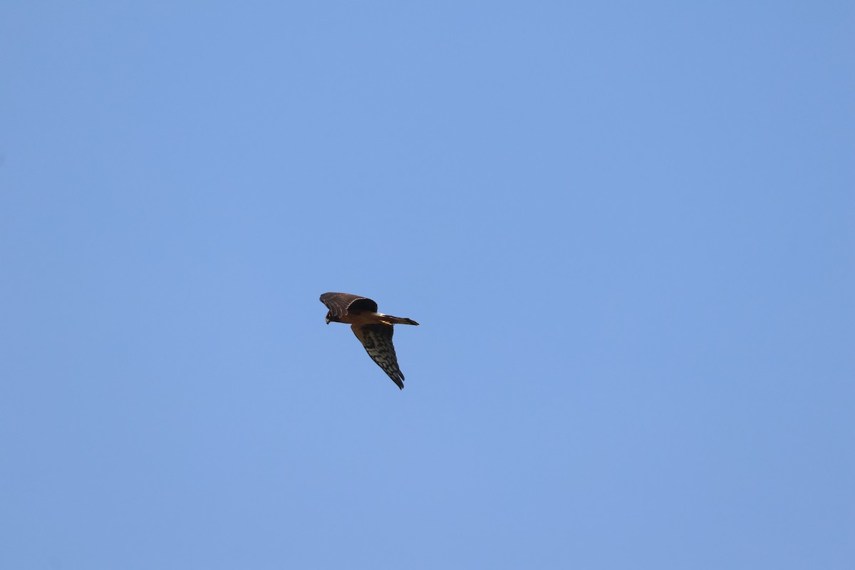 Northern Harrier - ML641234536