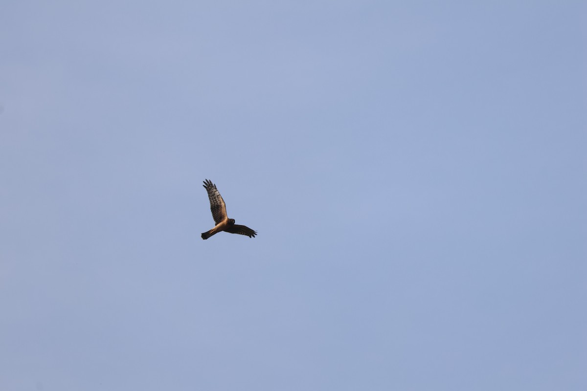 Northern Harrier - ML641234555