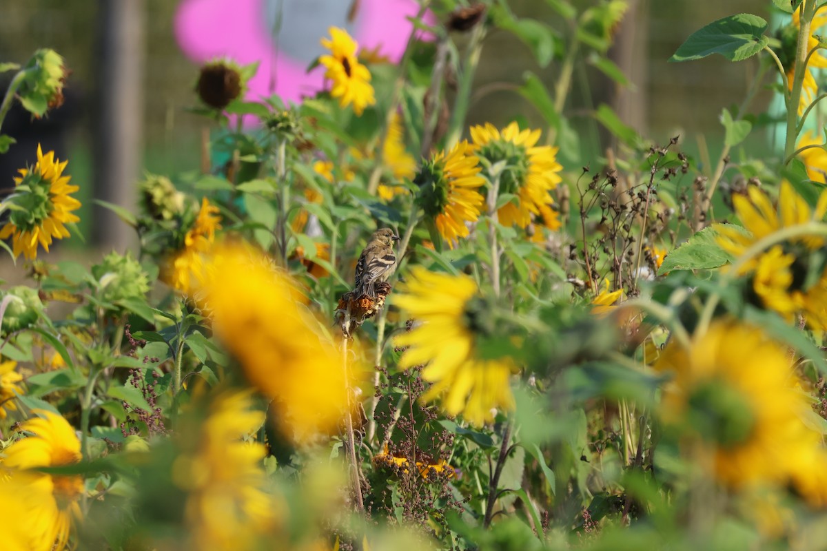 American Goldfinch - ML641234565
