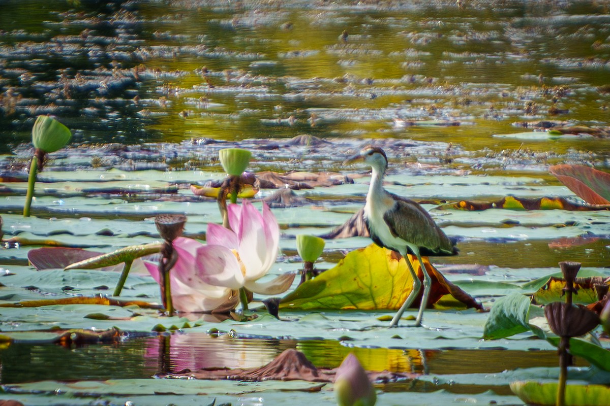 Bronze-winged Jacana - ML641234618