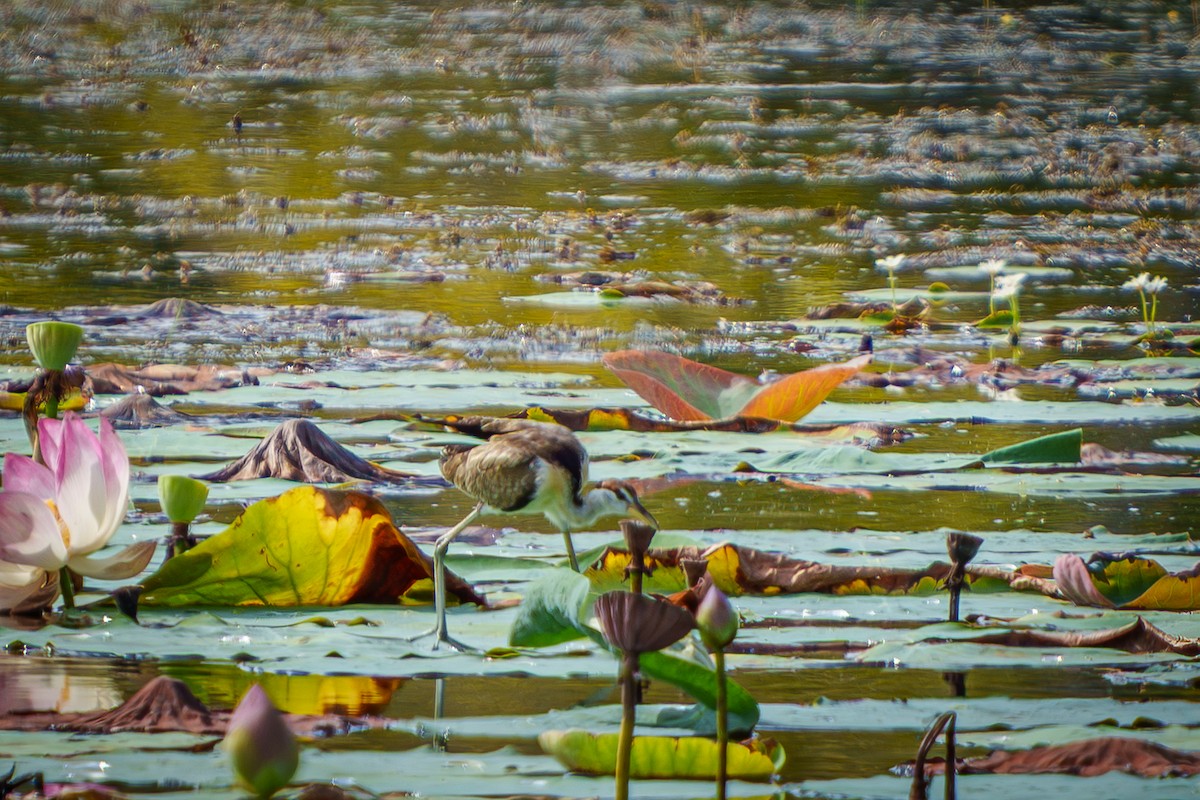 Bronze-winged Jacana - ML641234619